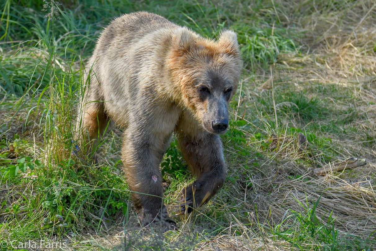 Holly's (435) Bio-cub