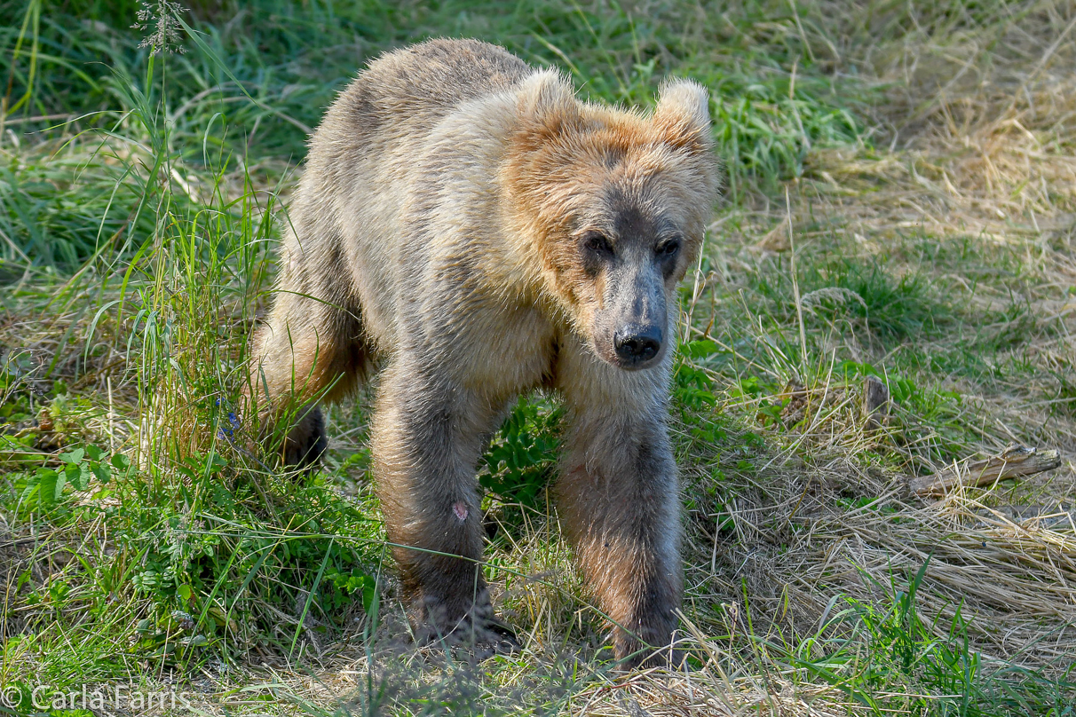 Holly's (435) Bio-cub