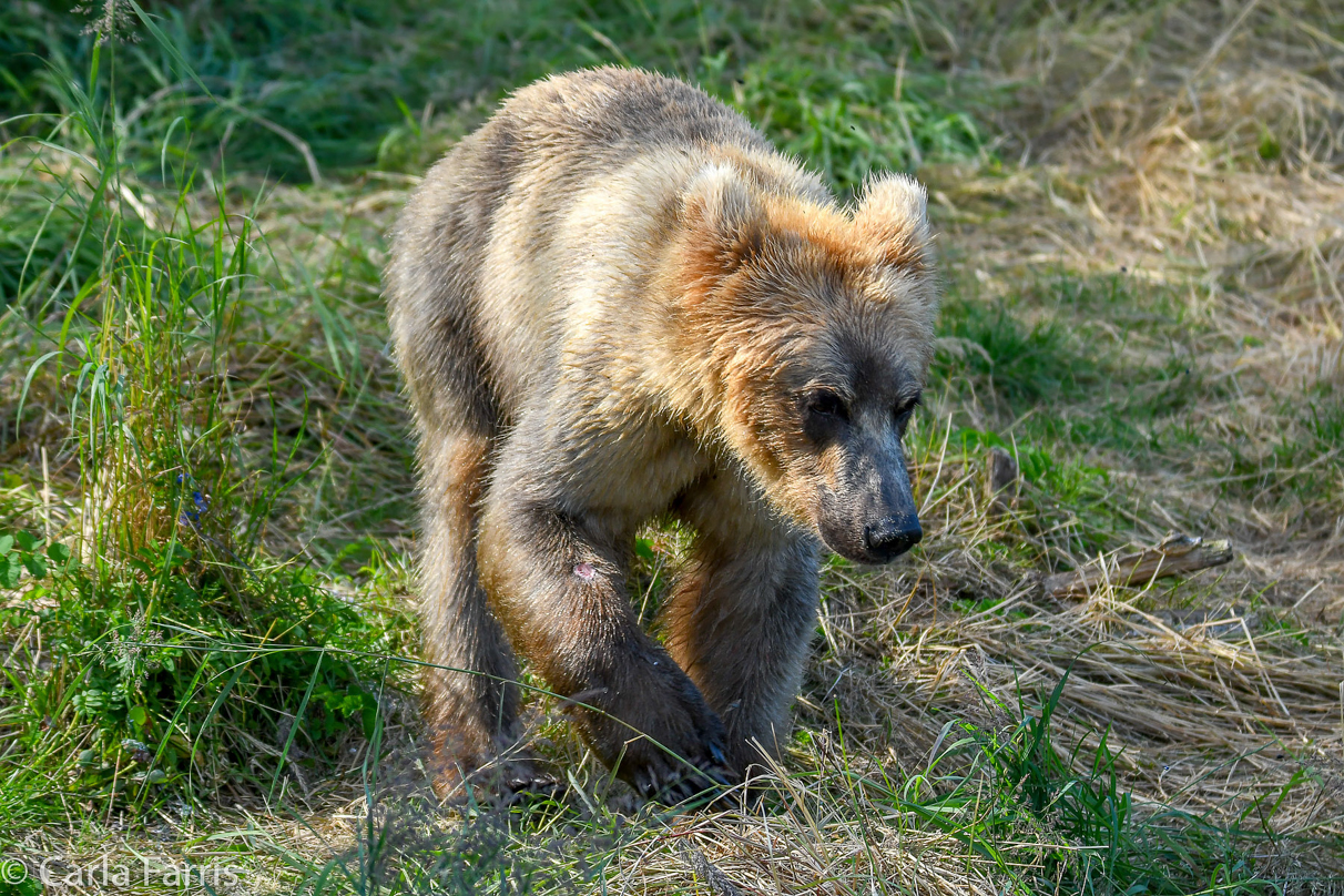 Holly's (435) Bio-cub