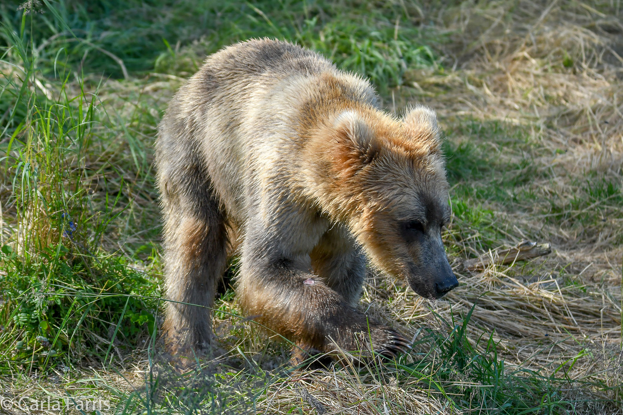 Holly's (435) Bio-cub