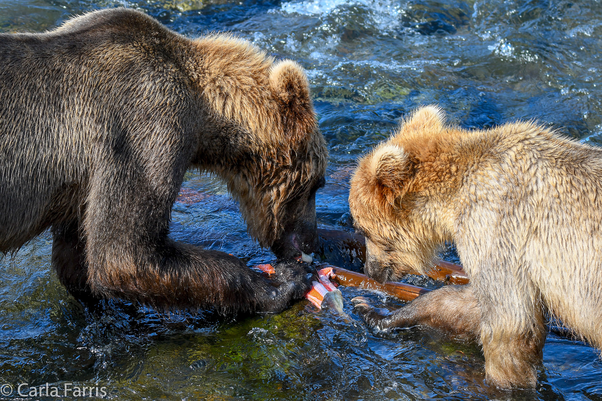 Cubadult (503) & Holly's  (435) bio-cub