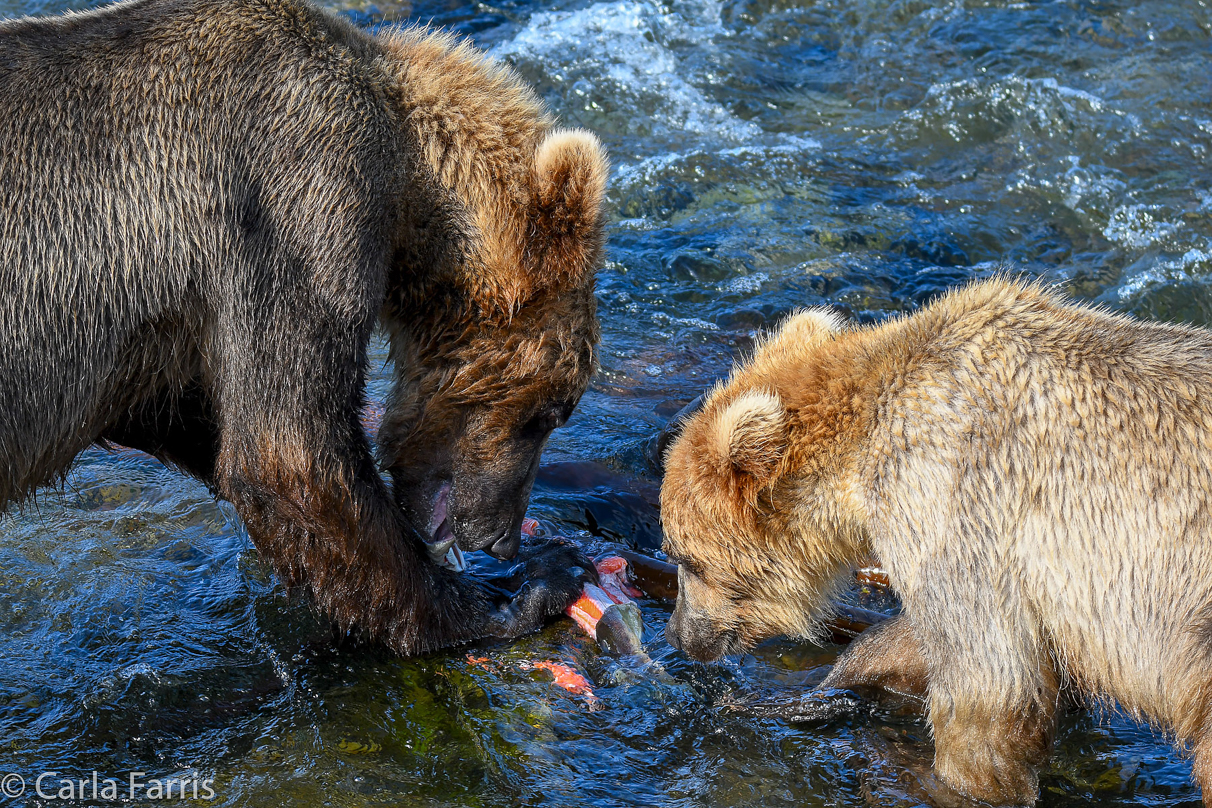 Cubadult (503) & Holly's  (435) bio-cub