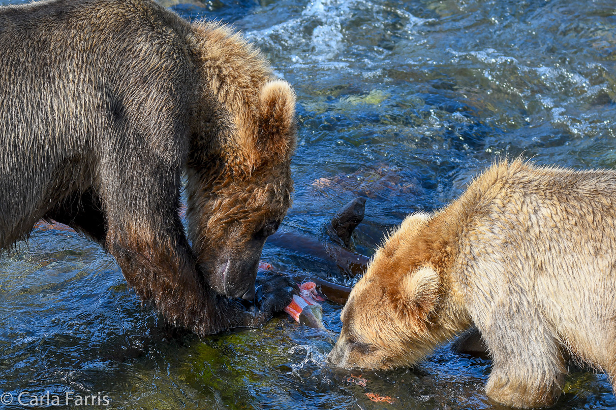 Cubadult (503) & Holly's  (435) bio-cub