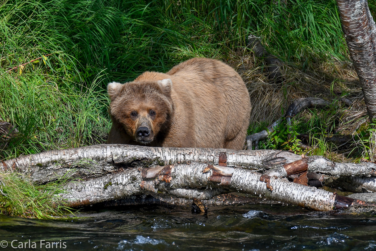 Beadnose (409) & Cubs