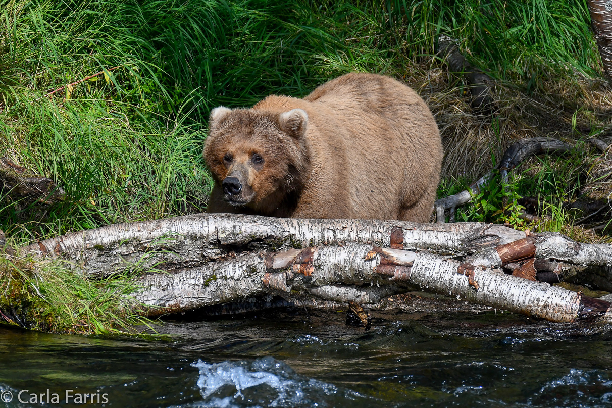 Beadnose (409) & Cubs