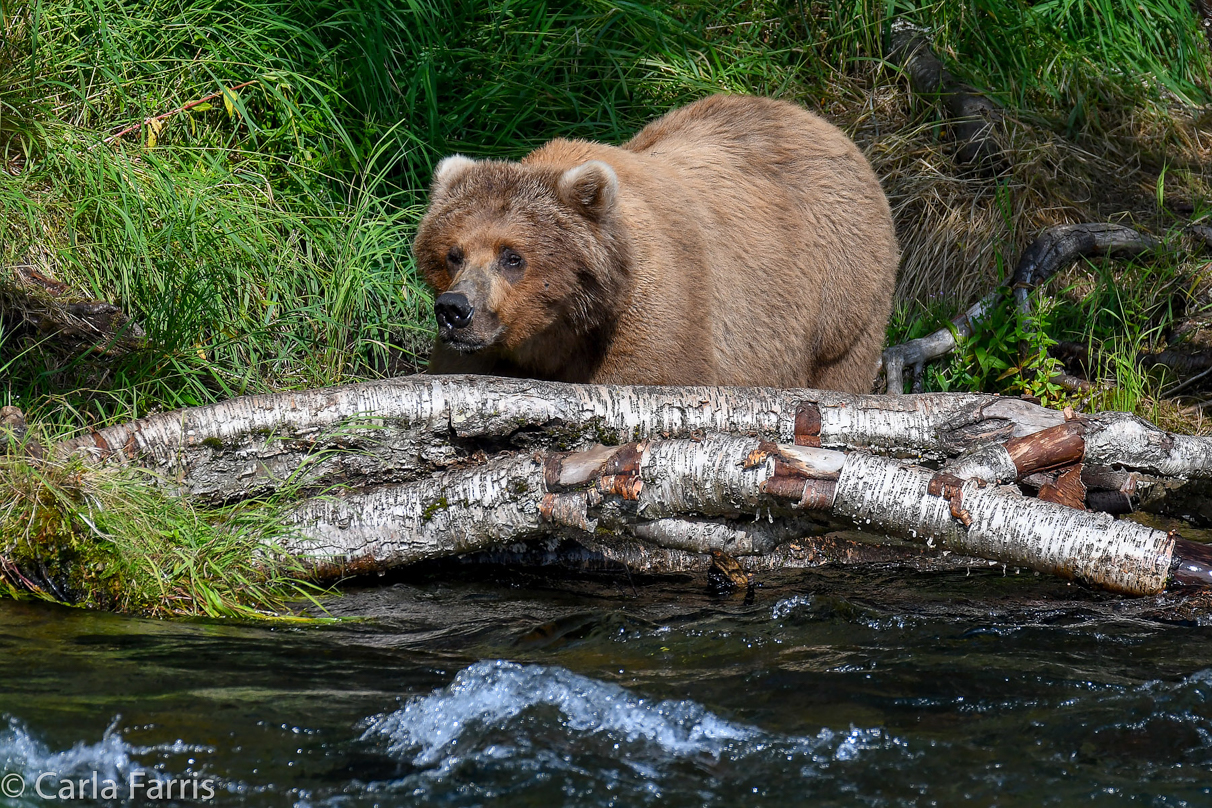 Beadnose (409) & Cubs