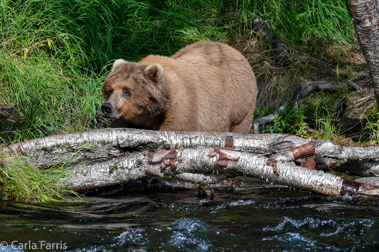 Beadnose (409) & Cubs