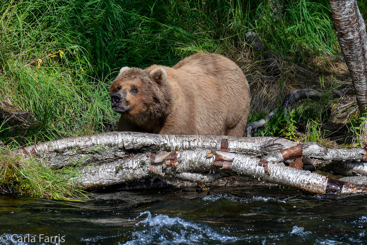 Beadnose (409) & Cubs