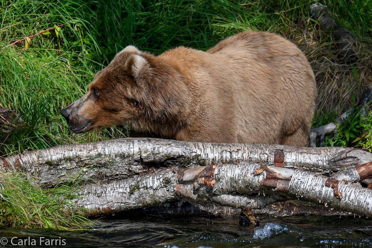 Beadnose (409) & Cubs