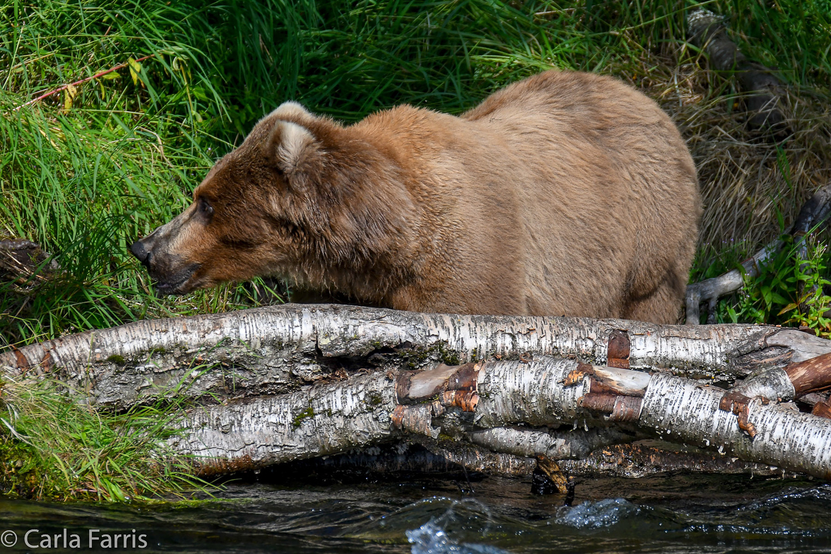 Beadnose (409) & Cubs