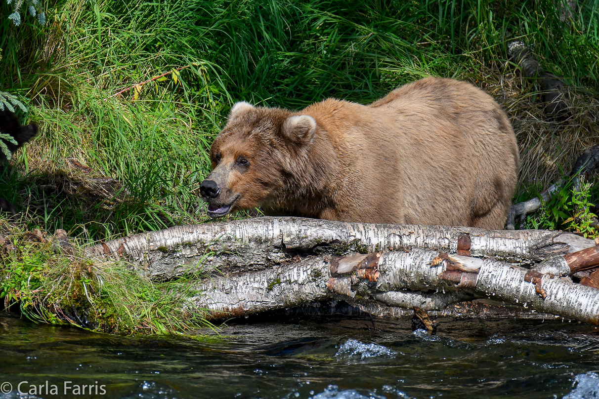 Beadnose (409) & Cubs