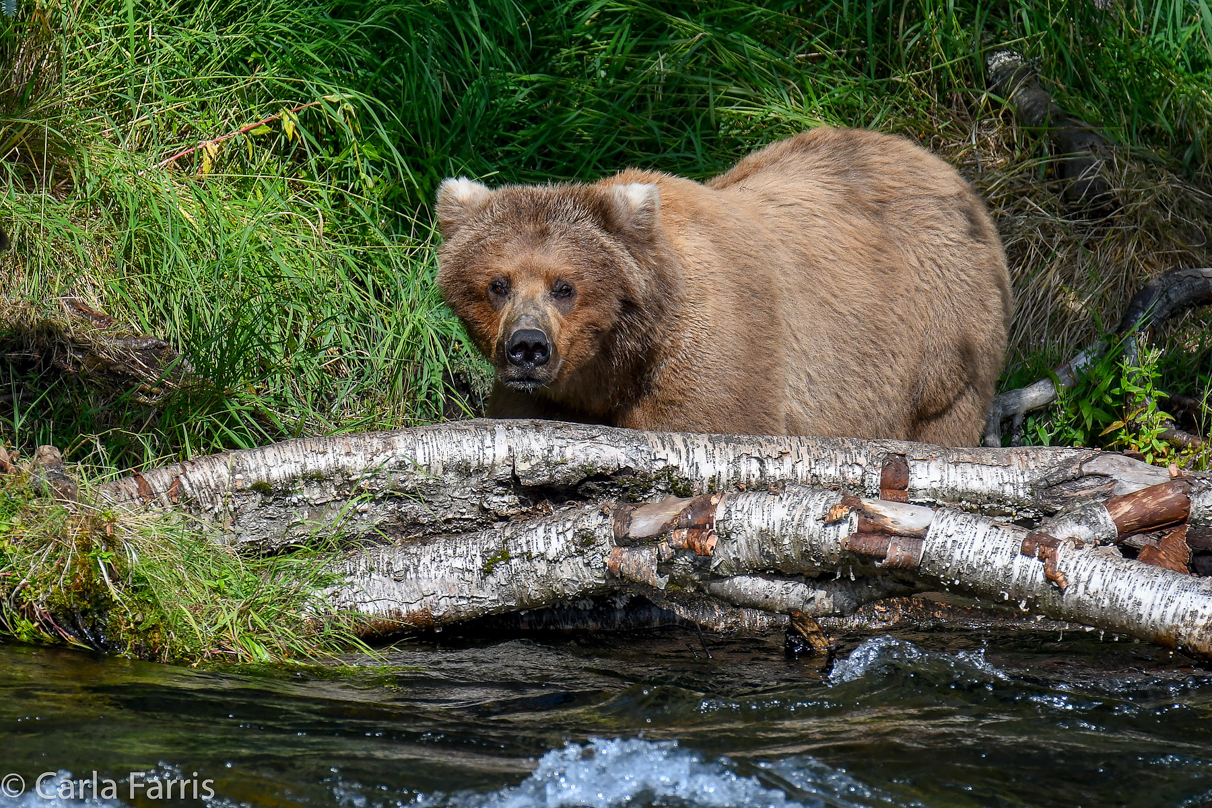 Beadnose (409) & Cubs