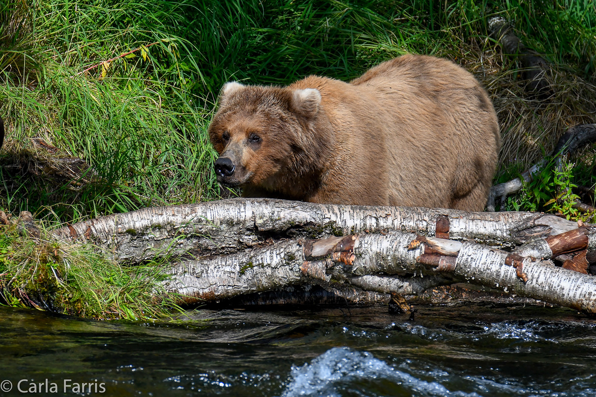 Beadnose (409) & Cubs