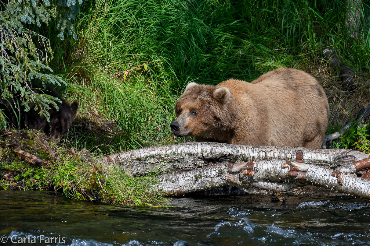 Beadnose (409) & Cubs