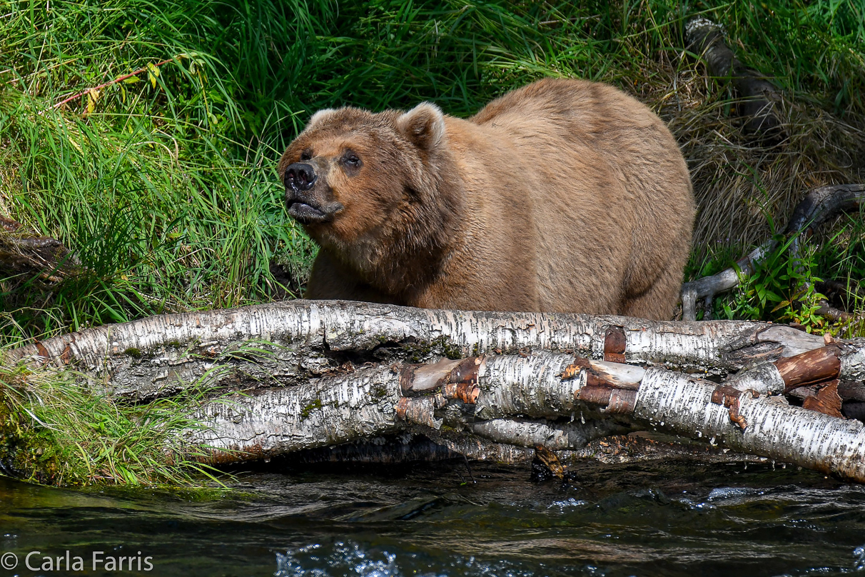 Beadnose (409) & Cubs