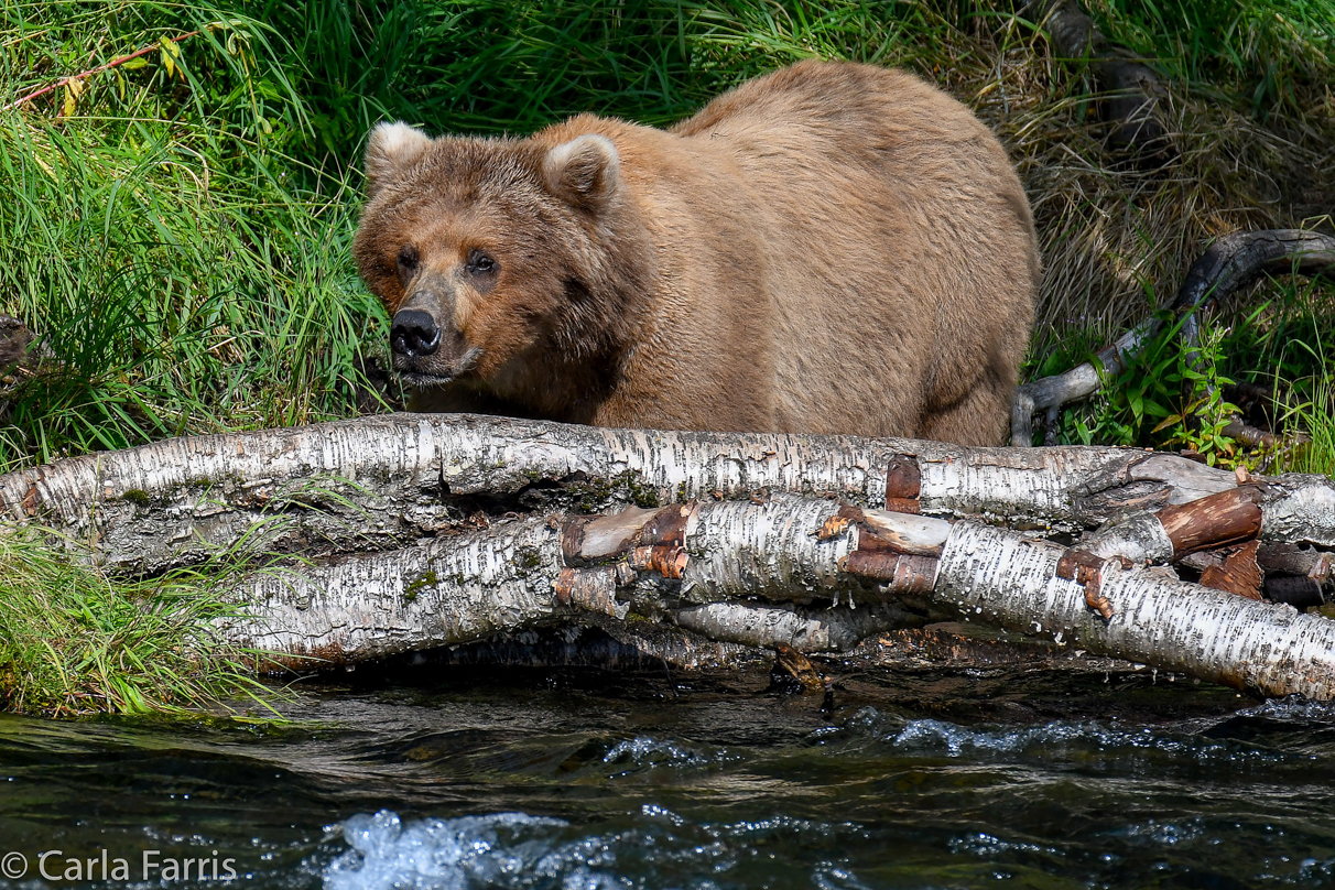 Beadnose (409) & Cubs