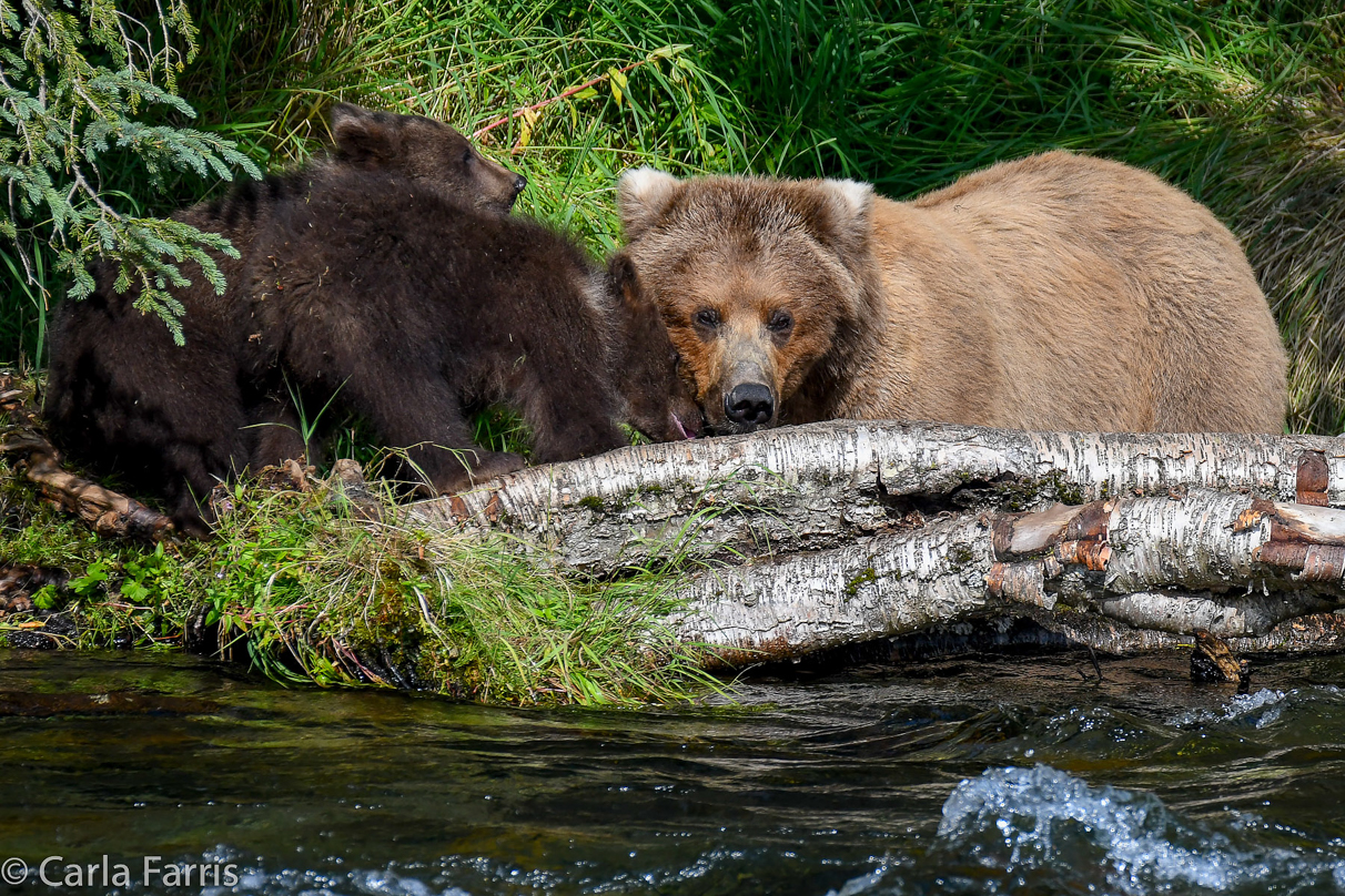 Beadnose (409) & Cubs