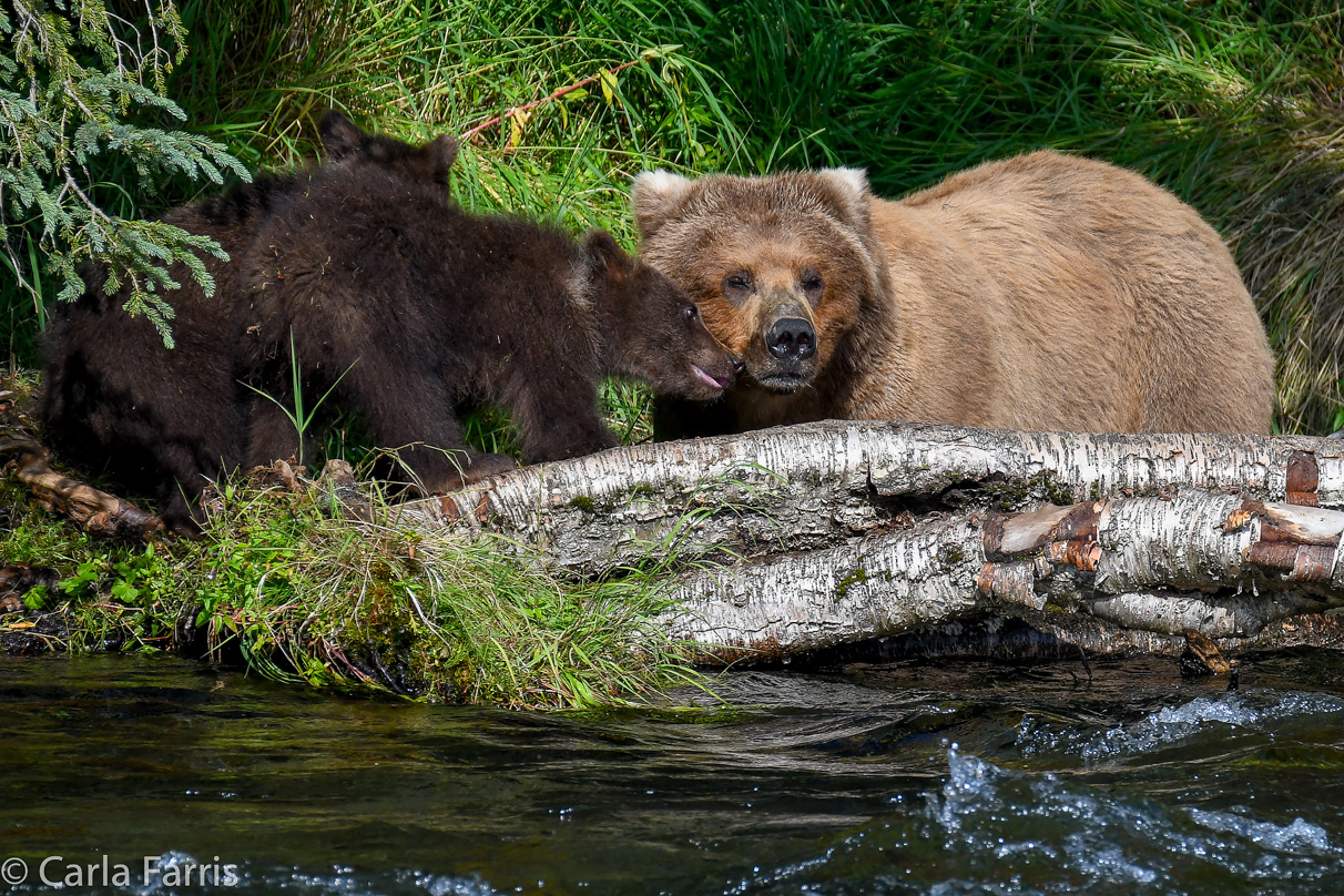 Beadnose (409) & Cubs