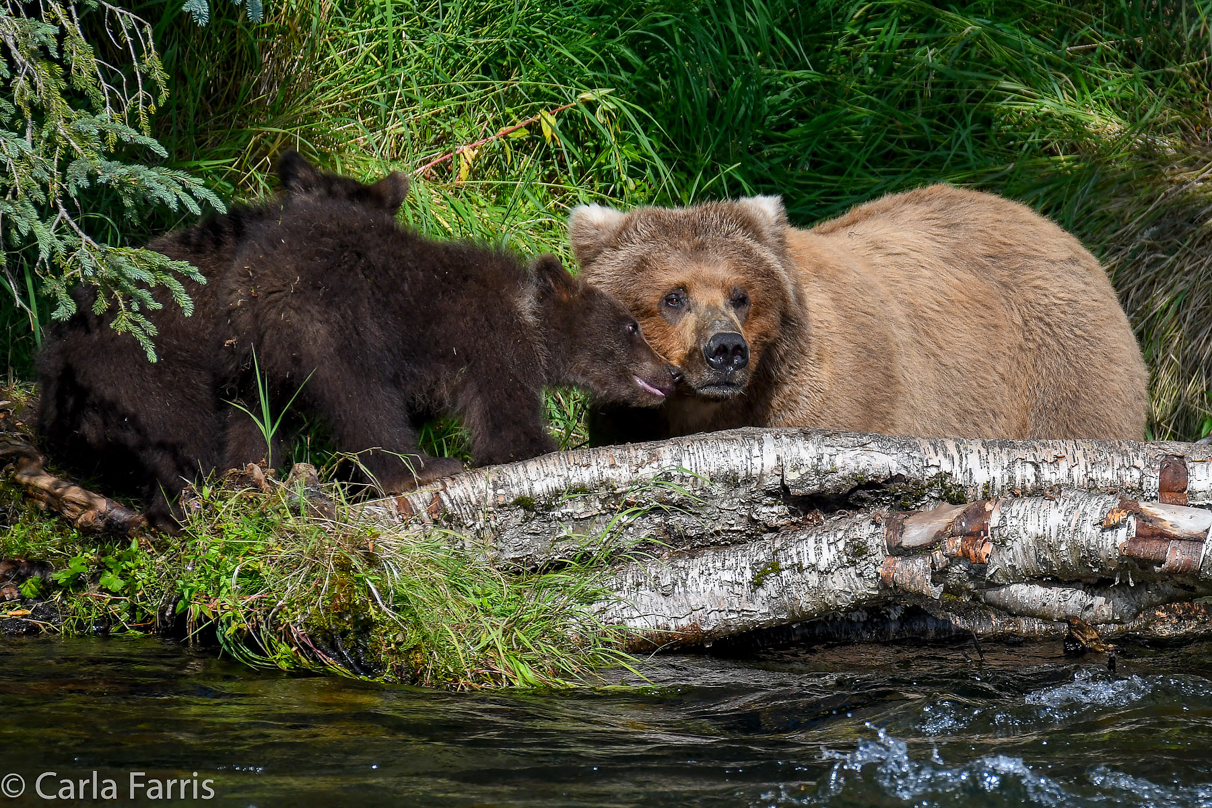 Beadnose (409) & Cubs