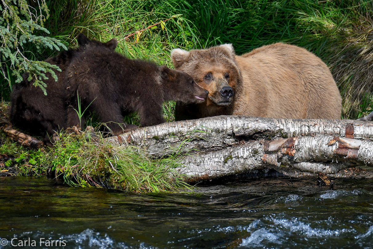 Beadnose (409) & Cubs