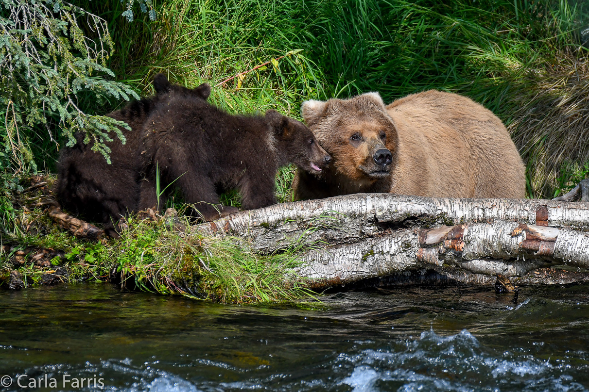 Beadnose (409) & Cubs