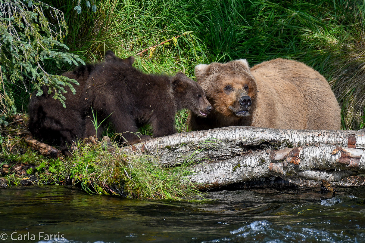 Beadnose (409) & Cubs