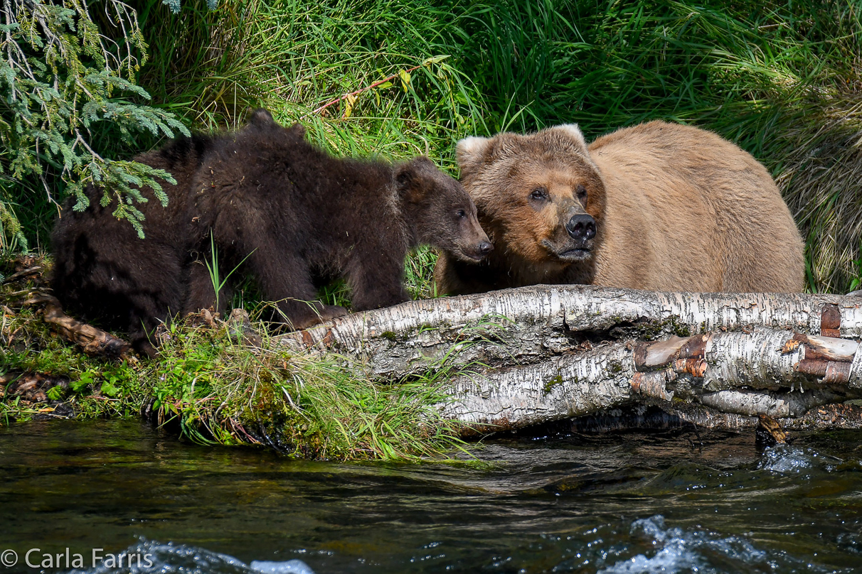 Beadnose (409) & Cubs