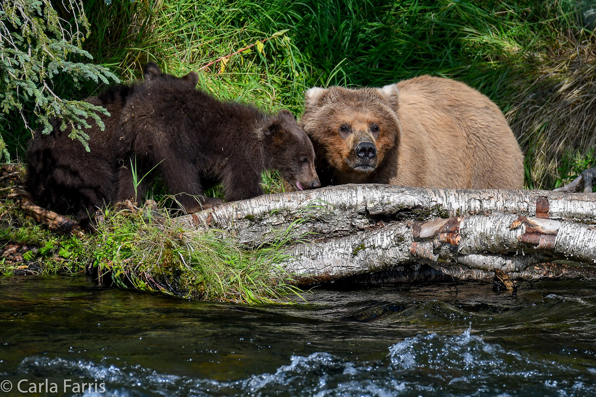 Beadnose (409) & Cubs