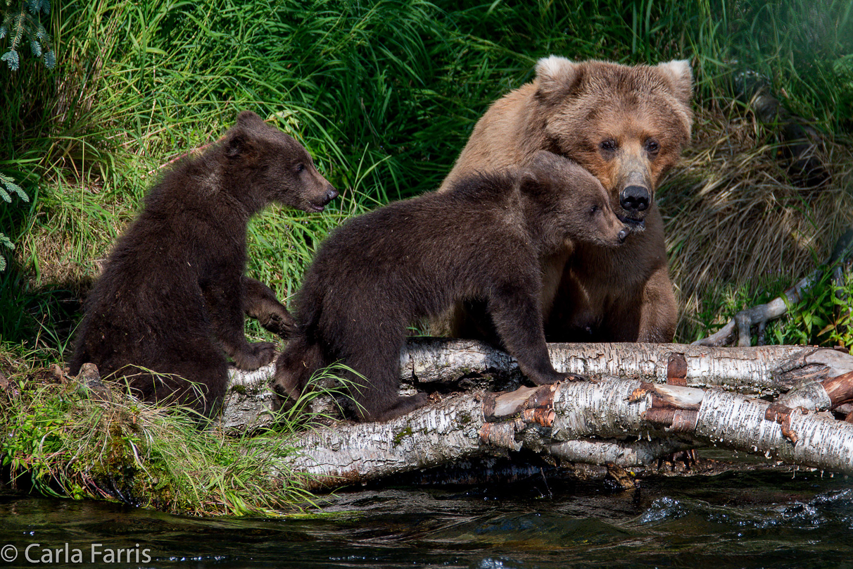 Beadnose (409) & Cubs