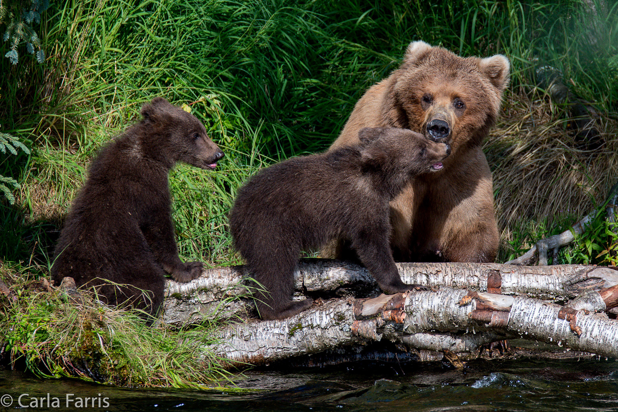 Beadnose (409) & Cubs