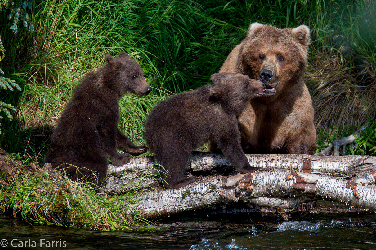 Beadnose (409) & Cubs