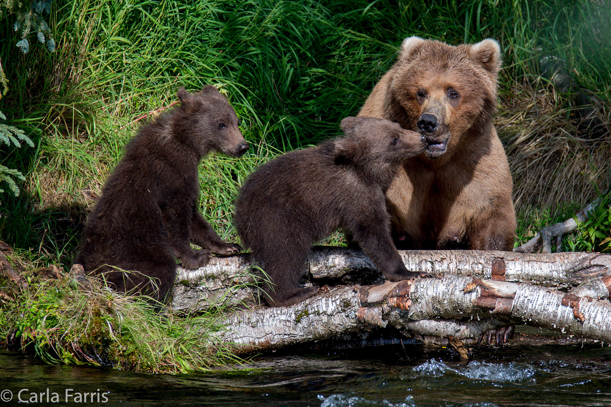 Beadnose (409) & Cubs