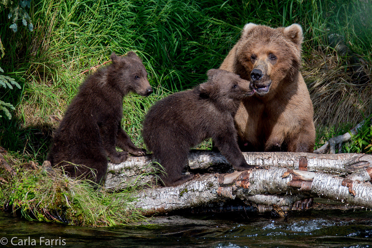 Beadnose (409) & Cubs