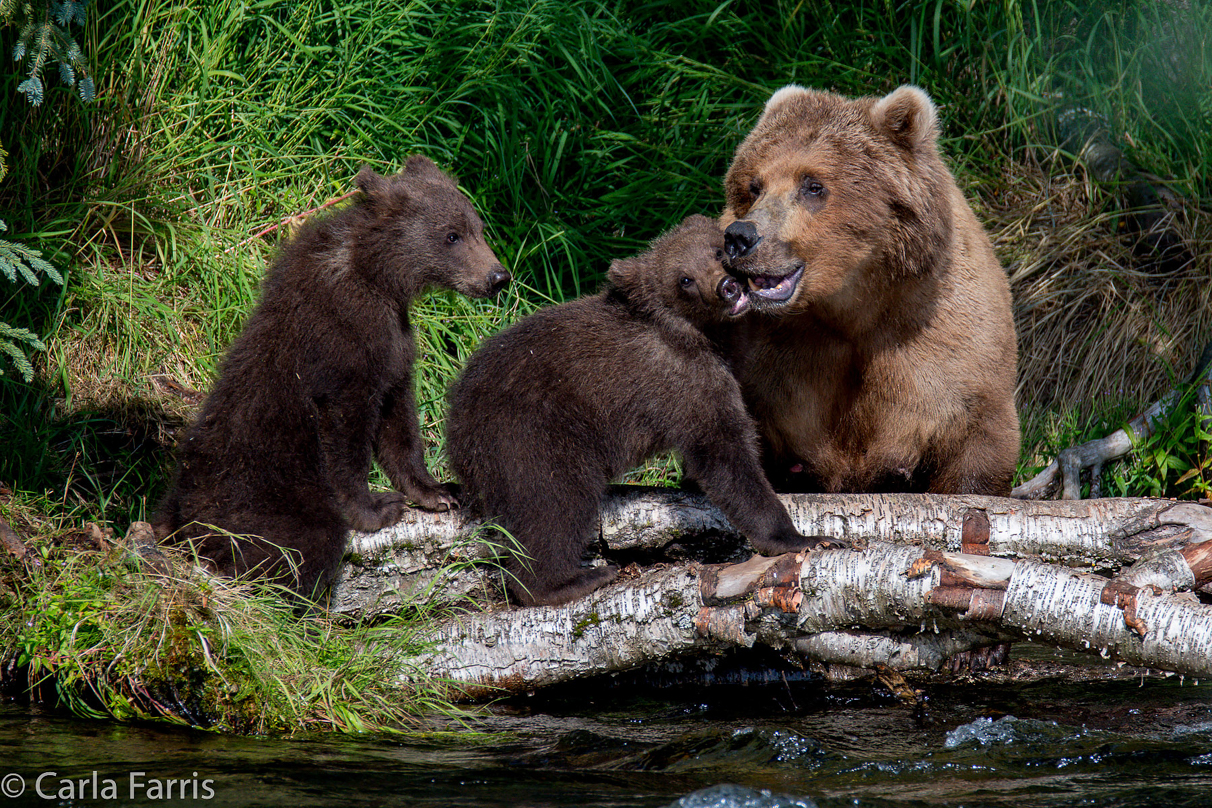 Beadnose (409) & Cubs