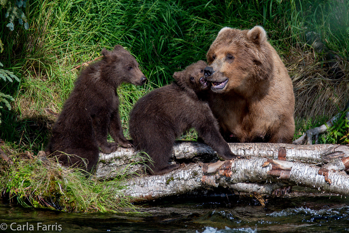 Beadnose (409) & Cubs