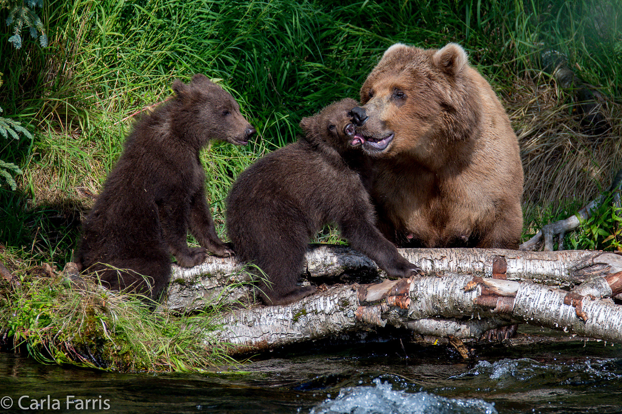 Beadnose (409) & Cubs