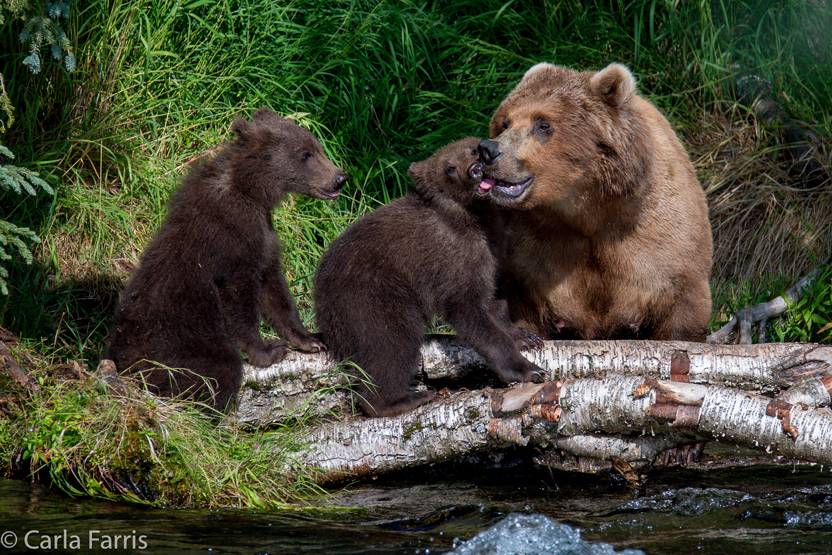 Beadnose (409) & Cubs