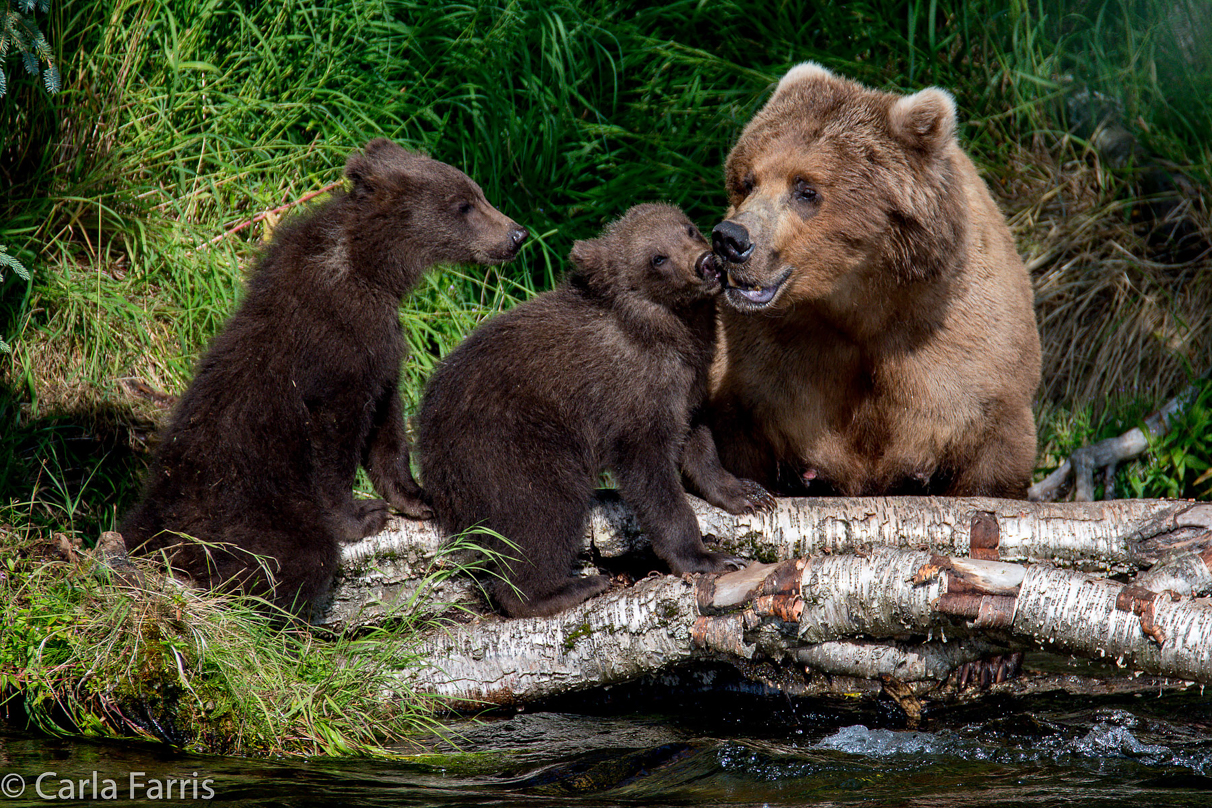 Beadnose (409) & Cubs