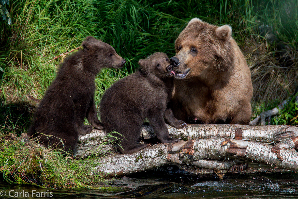 Beadnose (409) & Cubs