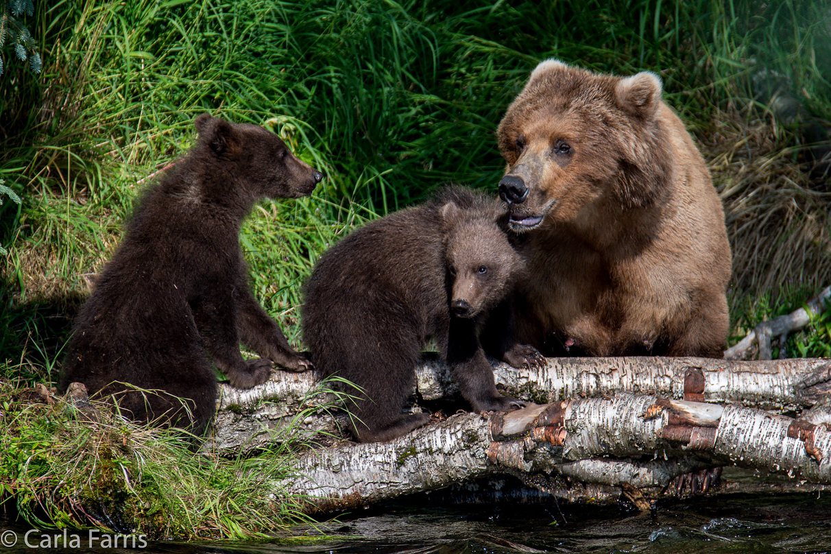 Beadnose (409) & Cubs