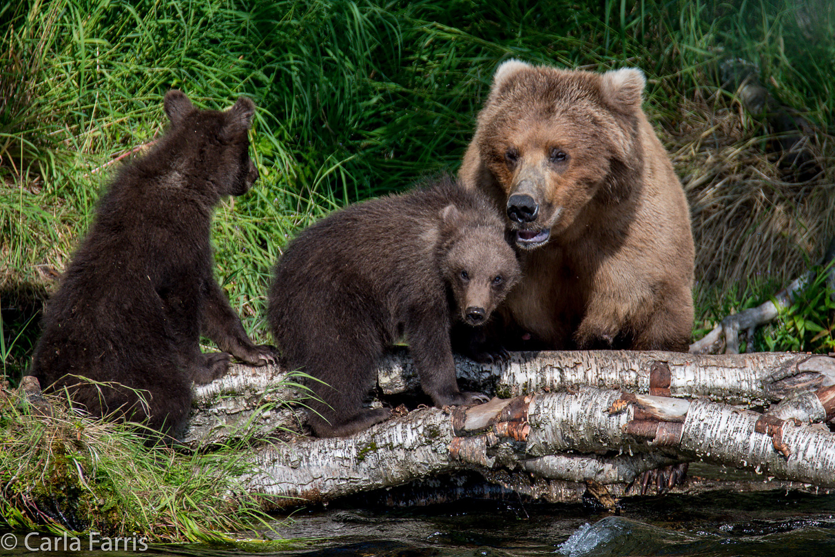 Beadnose (409) & Cubs