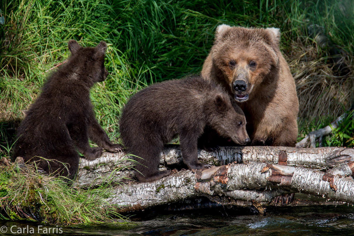 Beadnose (409) & Cubs