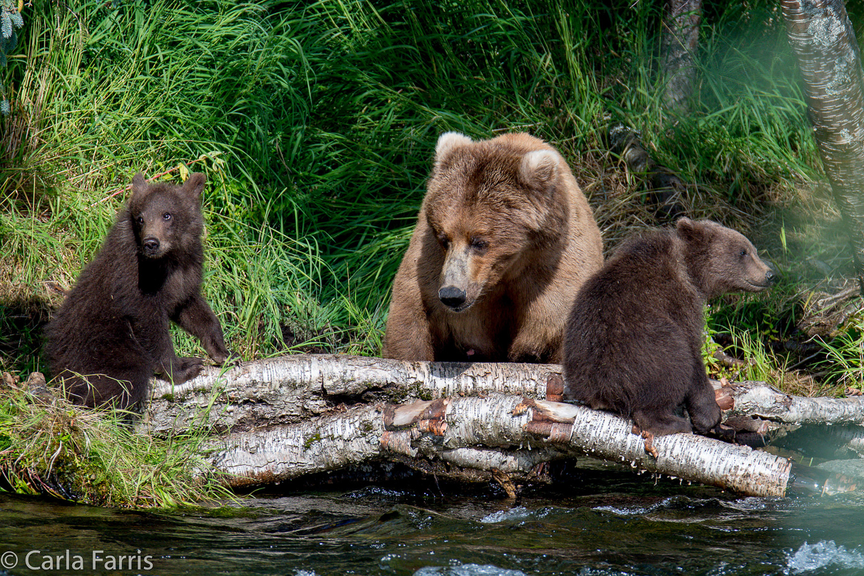 Beadnose (409) & Cubs