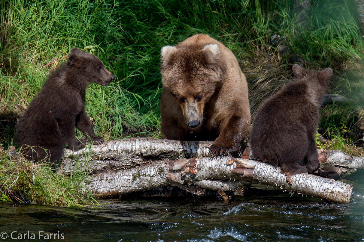 Beadnose (409) & Cubs