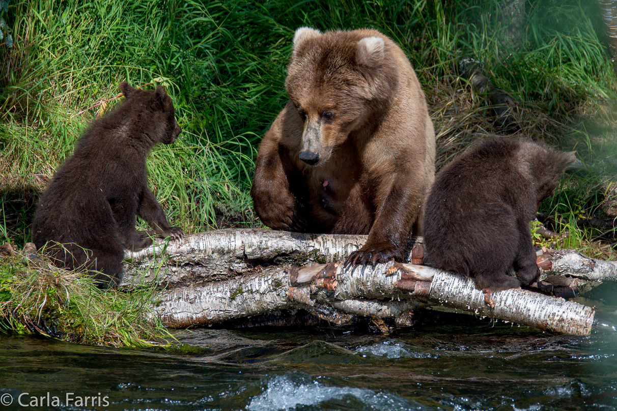 Beadnose (409) & Cubs