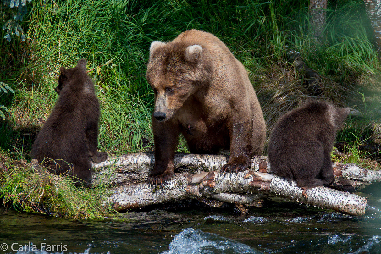 Beadnose (409) & Cubs