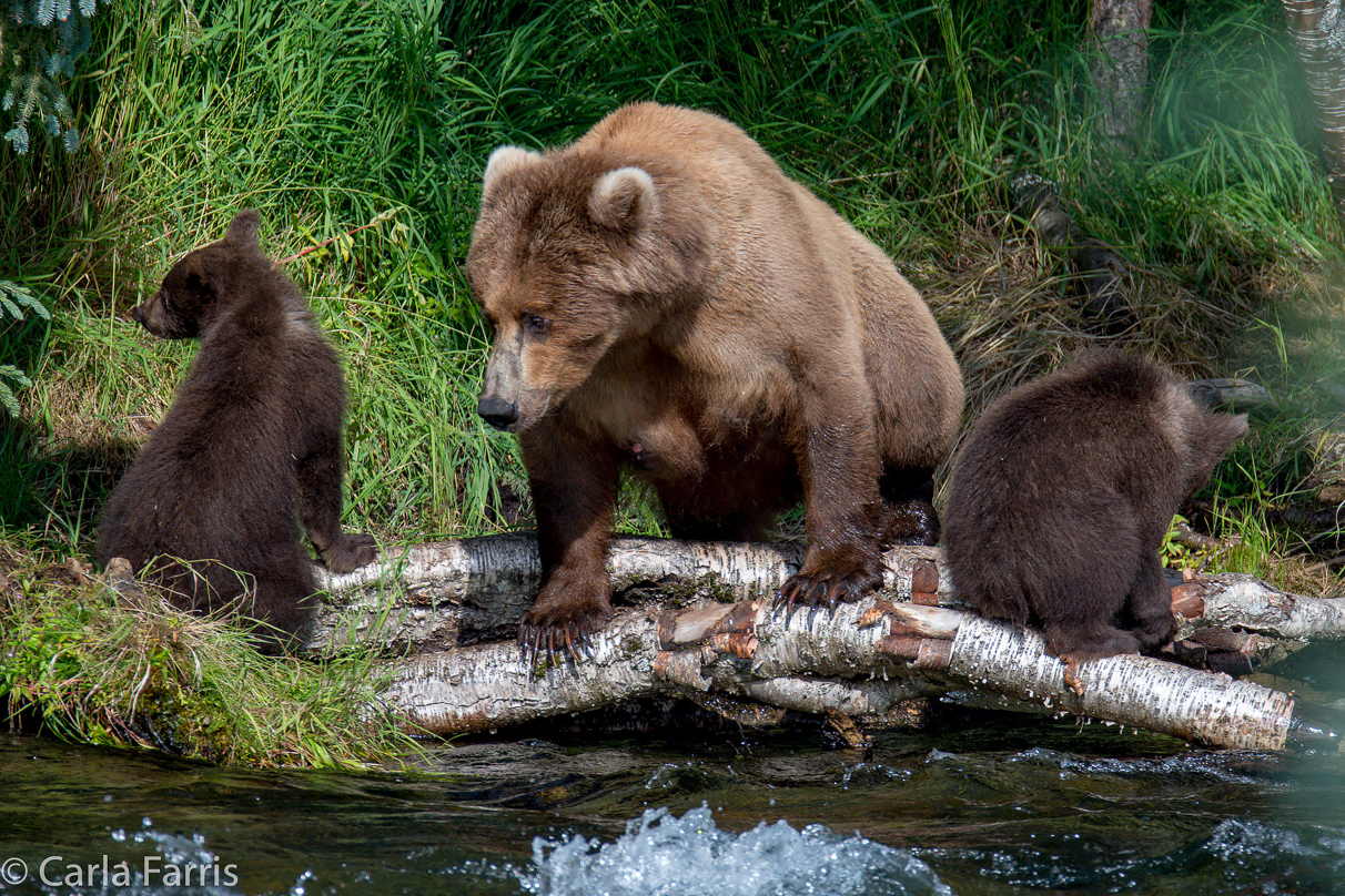 Beadnose (409) & Cubs