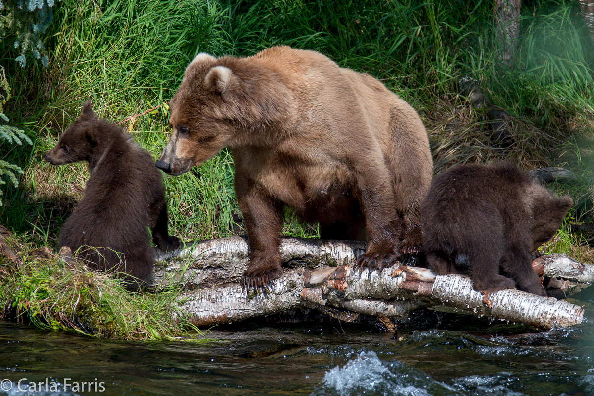 Beadnose (409) & Cubs