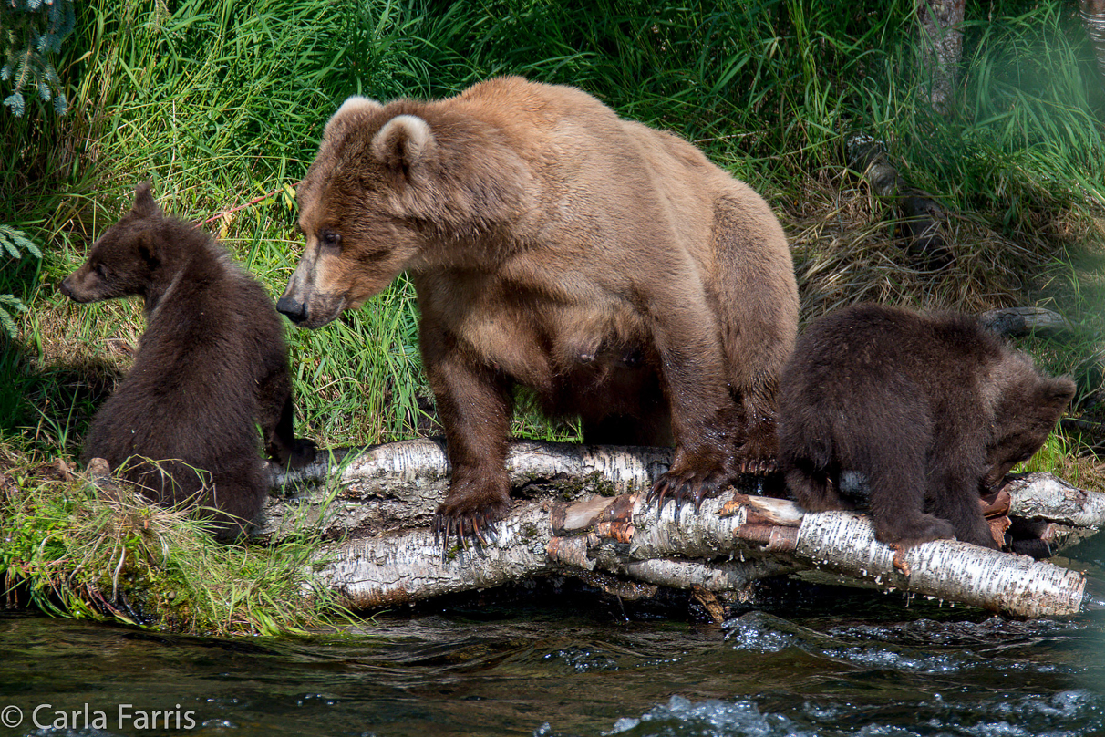 Beadnose (409) & Cubs