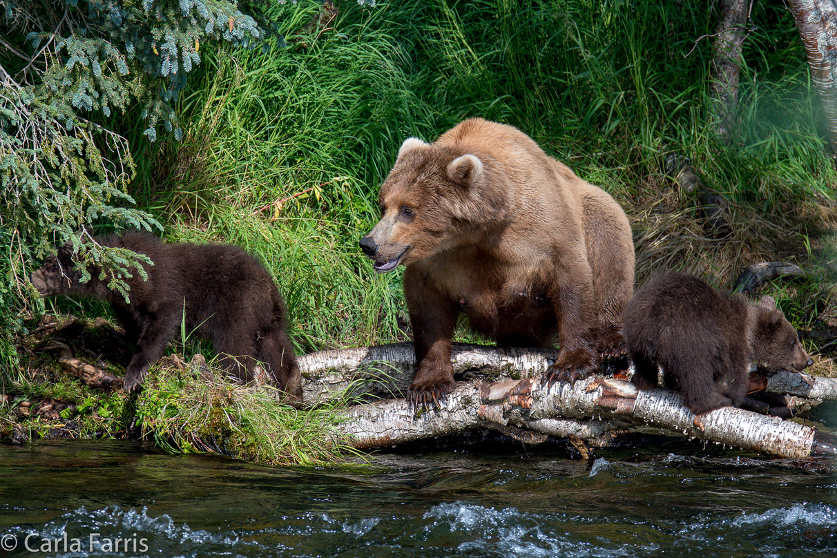 Beadnose (409) & Cubs